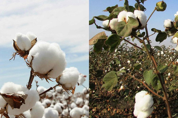cây bông làm vải